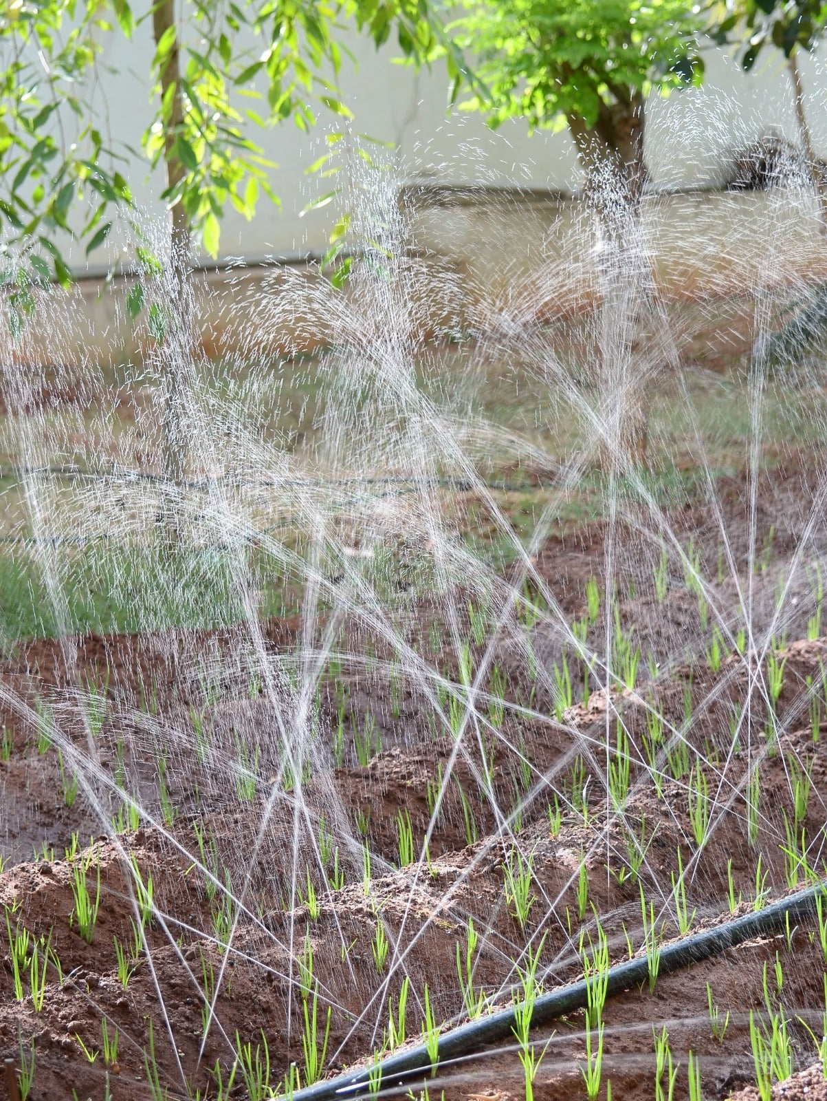 Rain pipe (Micro Rain Spray Hose) 32mm