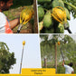 Papaya Picker - image 2