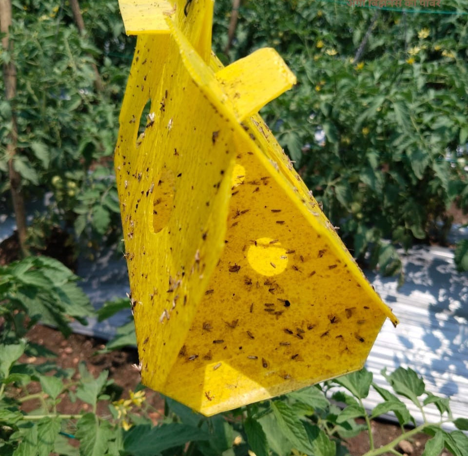 Delta Trap -- Pheromone Trap Housing, Without Lure (Bundle of 10) - image 3
