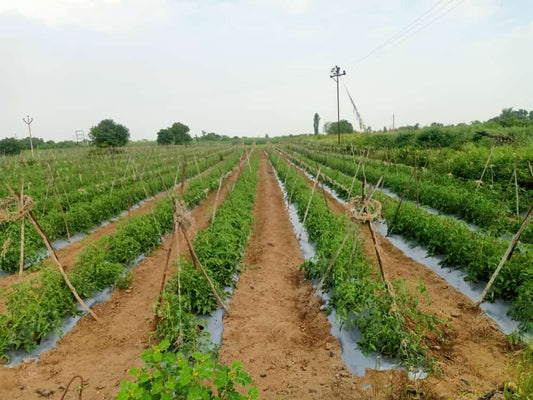 Mulching film