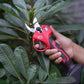 Electric Pruning Shears