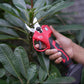 Electric Pruning Shears - image 4