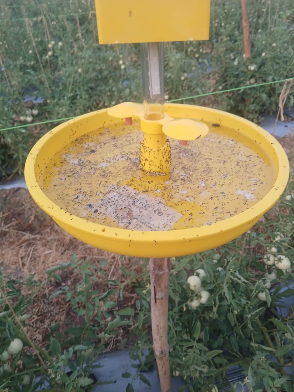 MINI SOLAR LIGHT TRAP