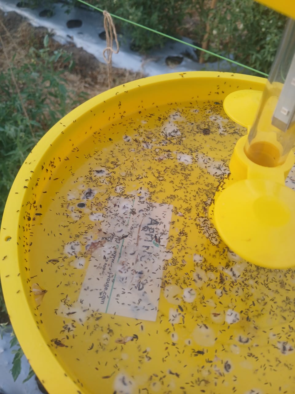 MINI SOLAR LIGHT TRAP