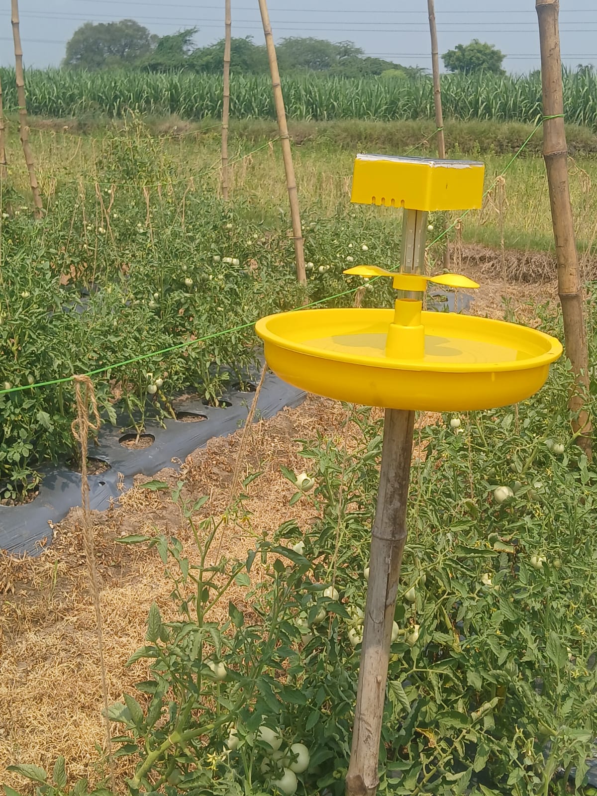 Mini Solar Insect Light Trap – 2W Solar, Yellow + Blue UV LED, 2200mAh - image 4