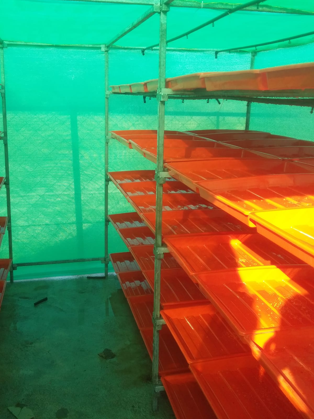 Hydroponic Tray(18” x 24”)