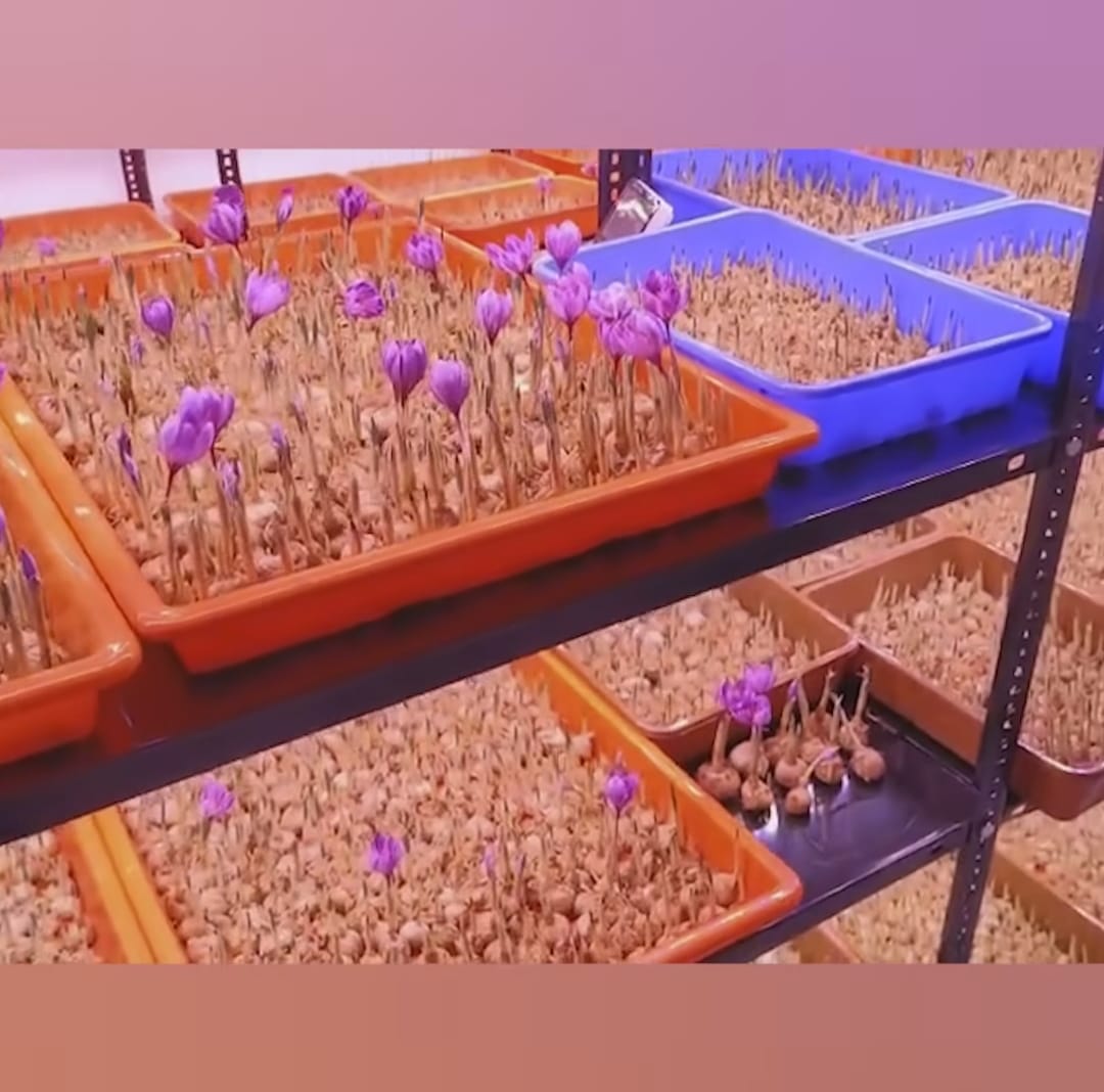 Hydroponic Tray(18” x 24”)