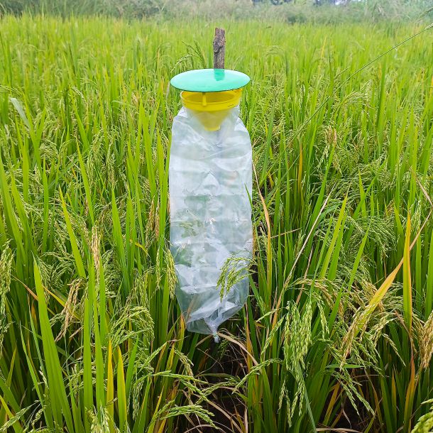 Funnel Trap (Pack of 10) — Moth & Bollworm Monitoring Trap - image 4