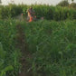 Cycle weeder+ Sprayer + Pump(16 lit)