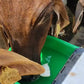 Cow Automatic Water Bowl(10 Ltr)