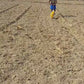 Single Drum Manual Seeder (टोकण यंत्र)