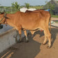 Cow Automatic Water Bowl(4 Ltr)
