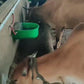 Cow Automatic Water Bowl(10 Ltr)