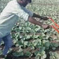 Cycle weeder